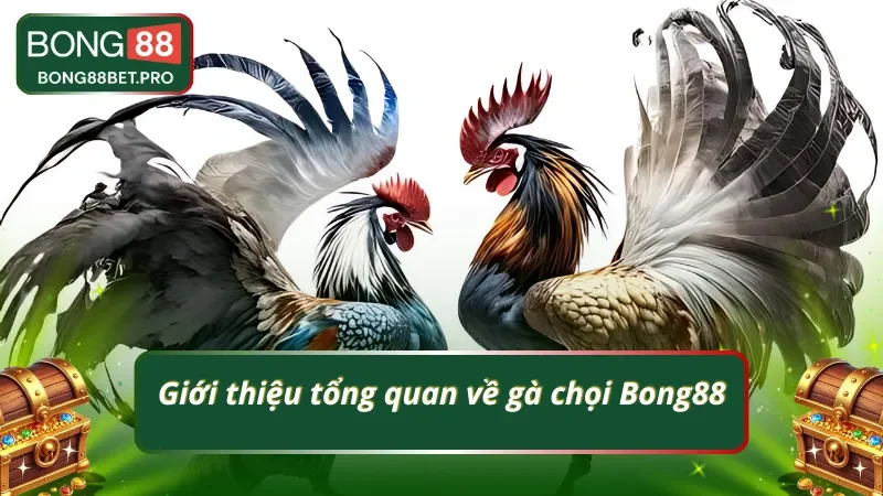 Giới thiệu tổng quan về gà chọi Bong88
